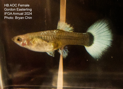 female guppy hb aoc